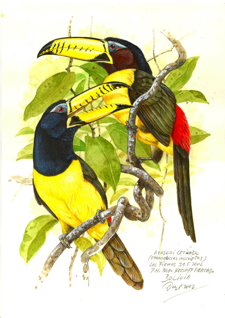 Lettered Aracari