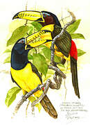 Lettered Aracari