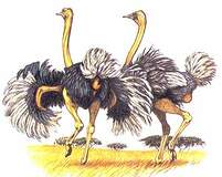 Struthioniformes