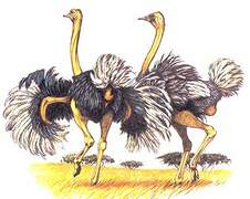 Common Ostrich