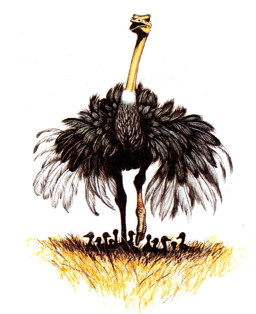 Common Ostrich