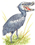 Shoebill