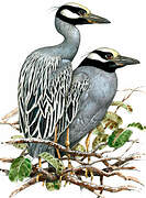 Yellow-crowned Night Heron