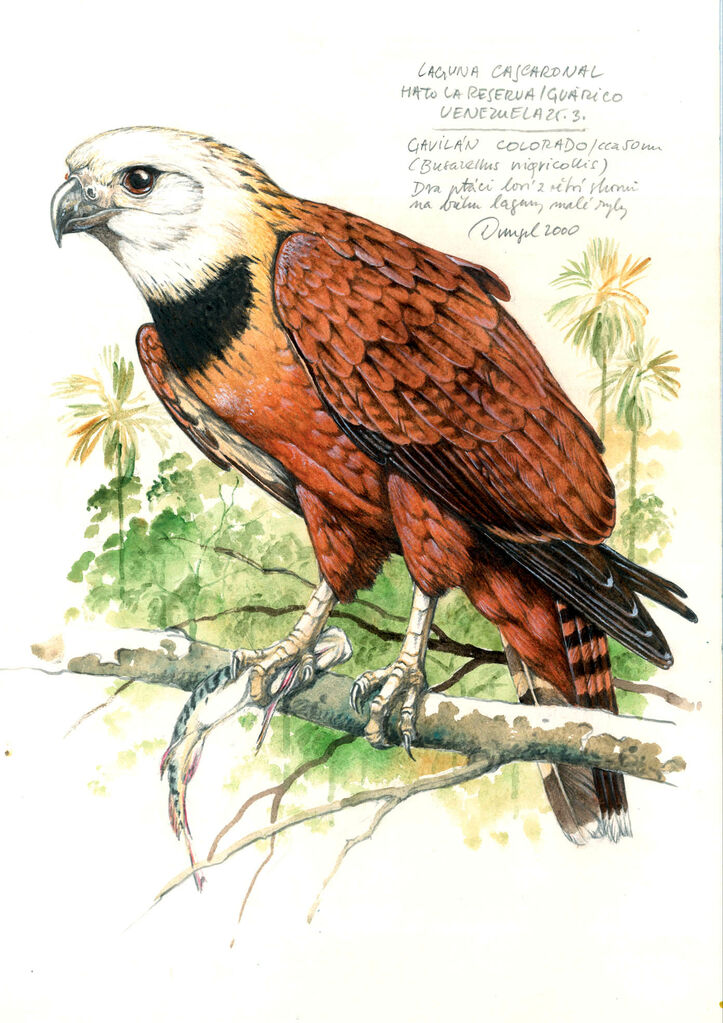 Black-collared Hawk