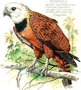 Black-collared Hawk