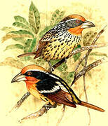 Black-spotted Barbet