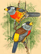 Toucan Barbet