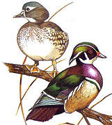 Wood Duck