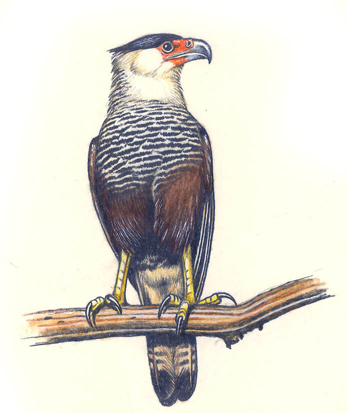 Crested Caracara (cheriway)