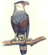 Crested Caracara (cheriway)