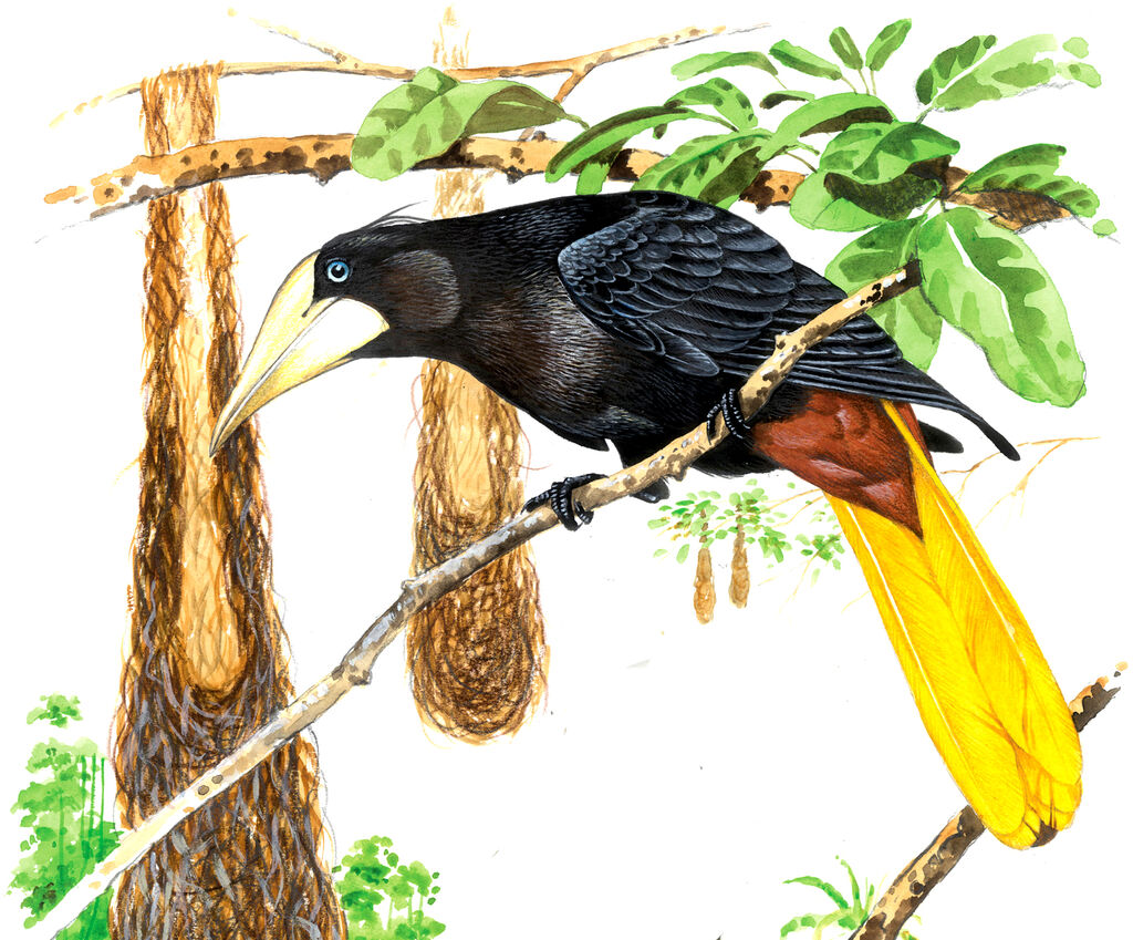 Crested Oropendola