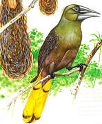 Russet-backed Oropendola