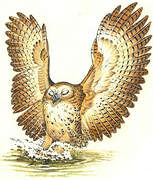 Pel's Fishing Owl