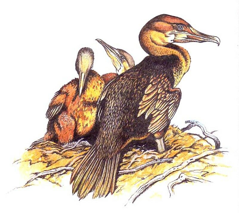 Flightless Cormorant, Reproduction-nesting