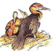 Flightless Cormorant