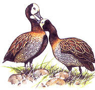 White-faced Whistling Duck