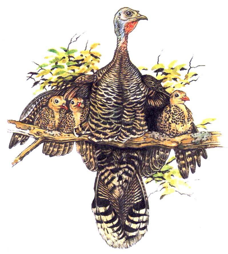 Wild Turkey, Reproduction-nesting