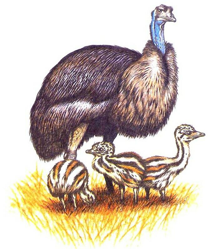 Emu