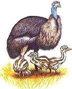 Emu