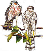 Eurasian Sparrowhawk