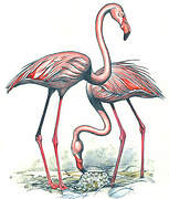 American Flamingo