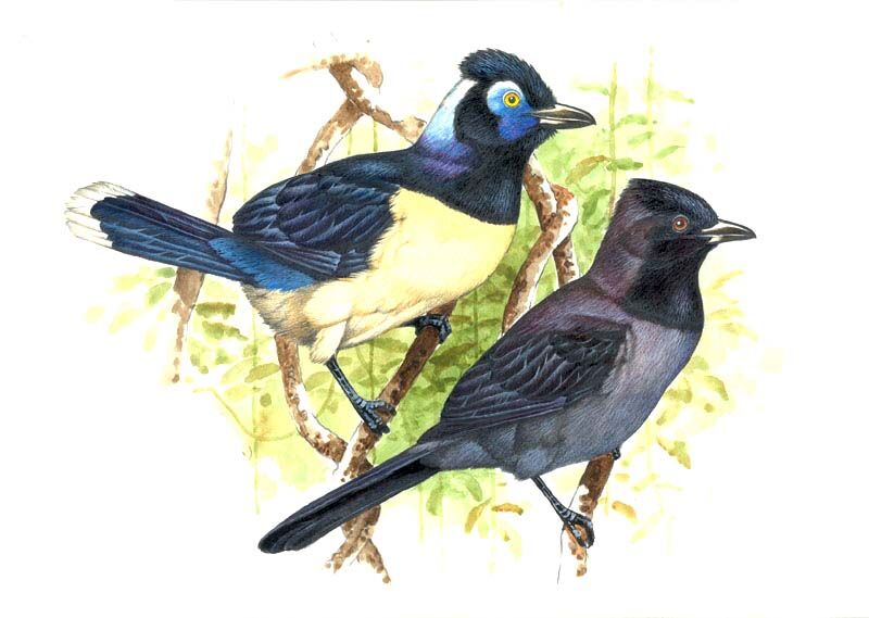 Plush-crested Jay
