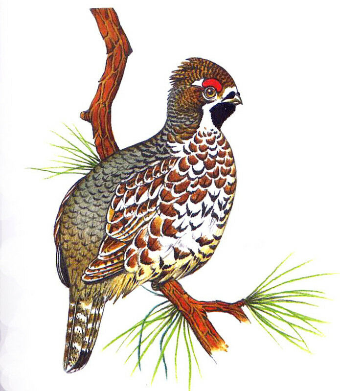 Hazel Grouse