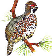 Hazel Grouse