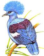 Western Crowned Pigeon