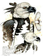 Harpy Eagle