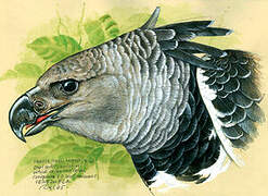 Harpy Eagle