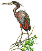 Agami Heron