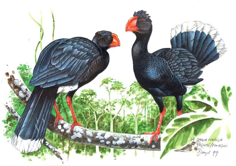 Salvin's Curassow