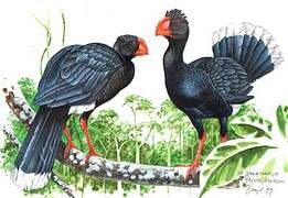 Salvin's Curassow