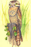Caprimulgiformes