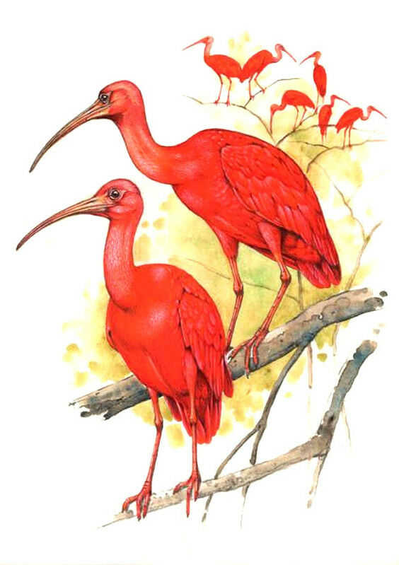 Ibis rouge