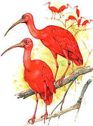 Scarlet Ibis