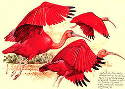 Scarlet Ibis