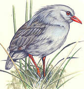 Kagu