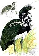 Horned Screamer