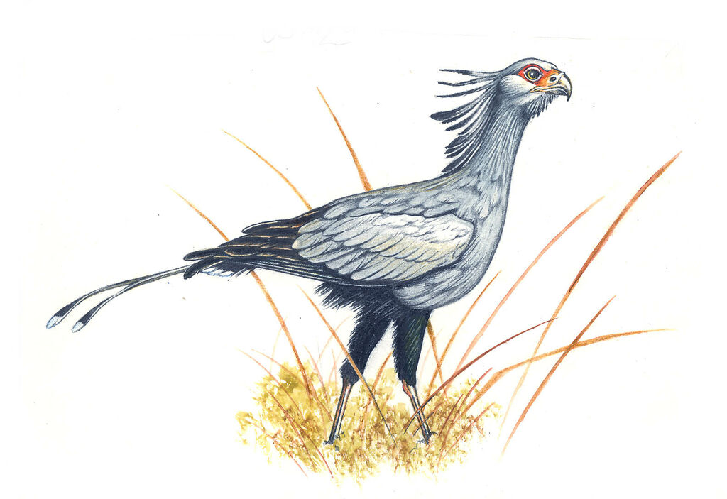 Secretarybird