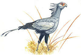 Secretarybird