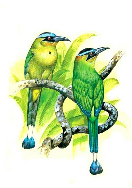 Motmot houtouc, identification