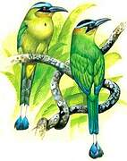 Amazonian Motmot