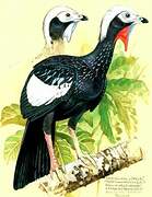 Red-throated Piping Guan