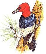 Red-headed Woodpecker