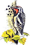 Acorn Woodpecker