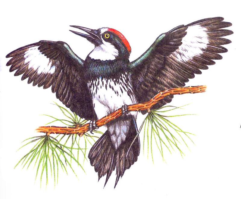 Acorn Woodpecker, Behaviour