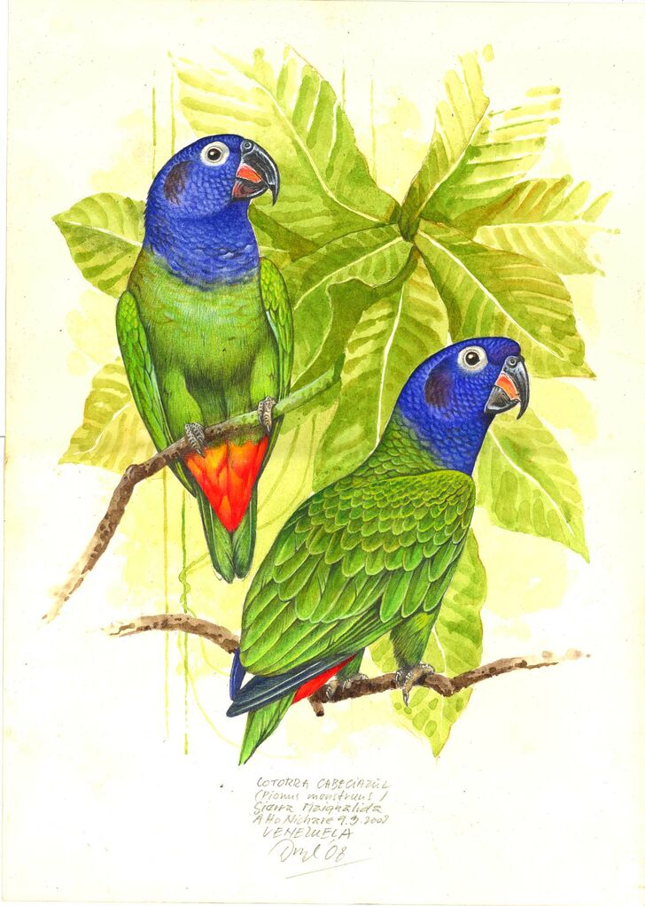 Blue-headed Parrot