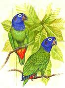 Blue-headed Parrot